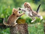 Battaglia di gatti