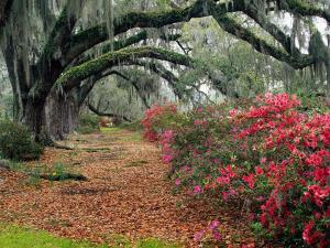 Magnolia Plantation - Charleston - South Carolina - USA